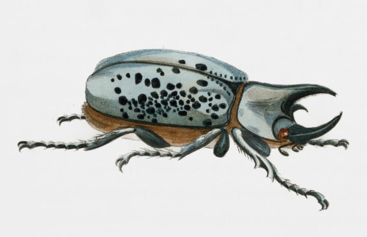 Illustration of a blue grey beetle with black spots and a horn